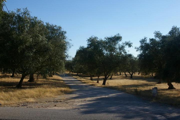 לינה וארוחת בוקר פלמלה Quinta Laranjal Da Arrabida מראה חיצוני תמונה