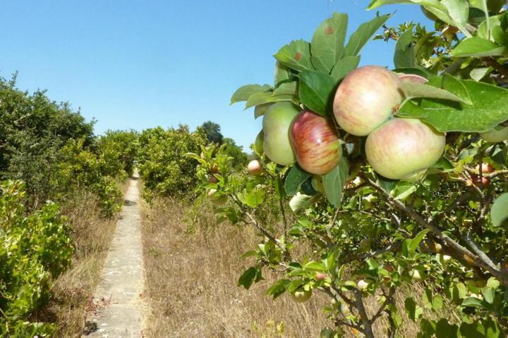 לינה וארוחת בוקר פלמלה Quinta Laranjal Da Arrabida מראה חיצוני תמונה