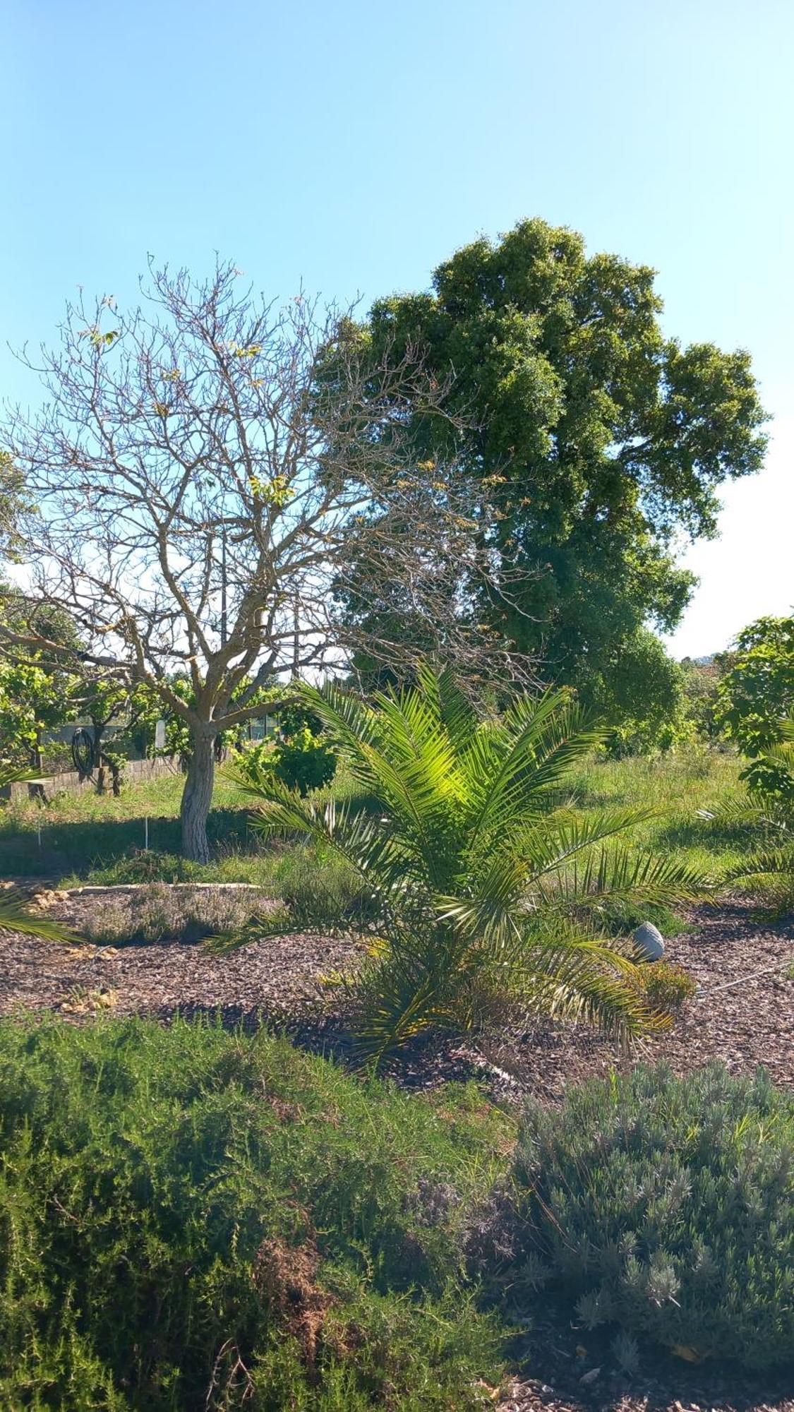 לינה וארוחת בוקר פלמלה Quinta Laranjal Da Arrabida מראה חיצוני תמונה